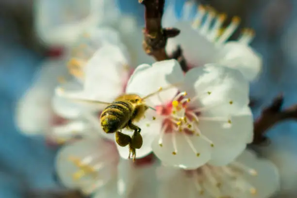 Photo of bee close-up pollinating blooming apricot