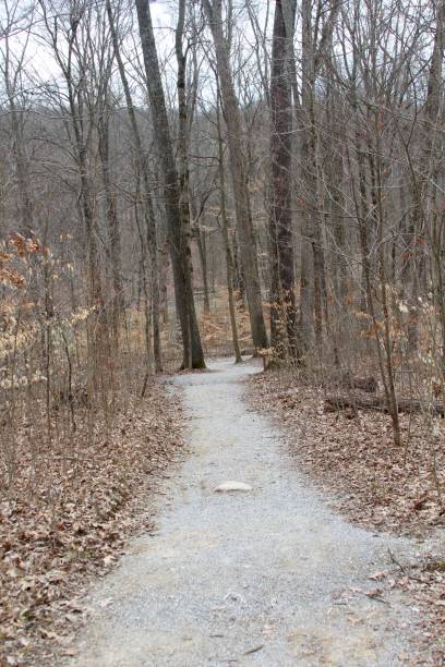 istock Long Gravel Trail in Forest 955522988