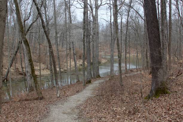 istock Trail by the Lake in the Forest 955522994