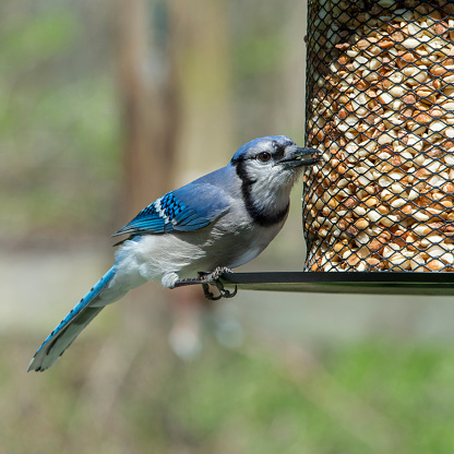 A blue jay feeds in Walnut Woods State Park, West Des Moines, Iowa