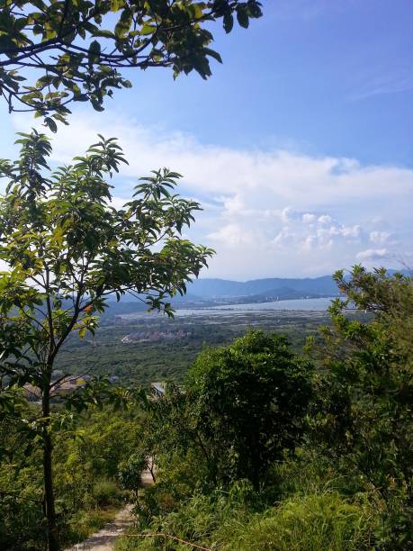 istock Trees, horizon, and the blue sky (Portrait) 955523160