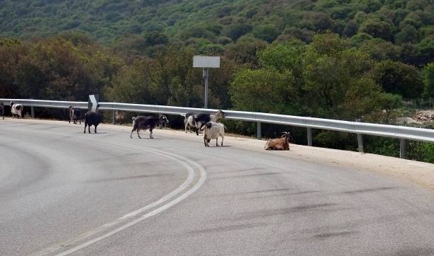 istock Goats on the road Europe 955523612