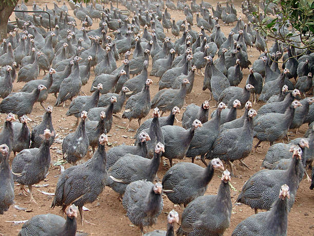 Pintades  guinea fowl stock pictures, royalty-free photos & images
