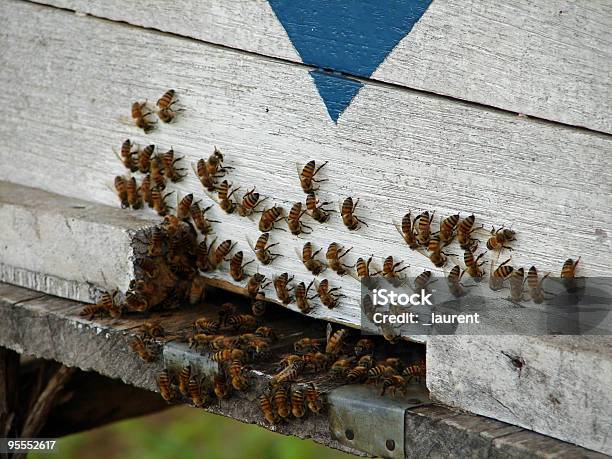 Foto de Abeilles e mais fotos de stock de Abelha - Abelha, Casa, Colmeia