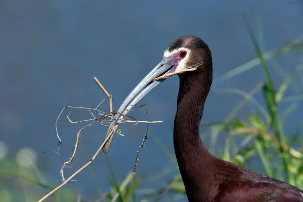A White-faced ibis (Plegadis chihi) with nesting material at Anahuac NWR in east Texas.