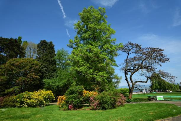 Europe,Switzerland,Geneva,\nThis is a lakeside park in Geneva,\nThe flowers are bursting into full bloom.\nOne morning,The sun was shining on the trees,fresh flowers and grass.