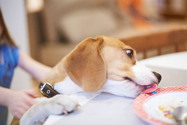 istock Hungry dog stealing food from table 955527436