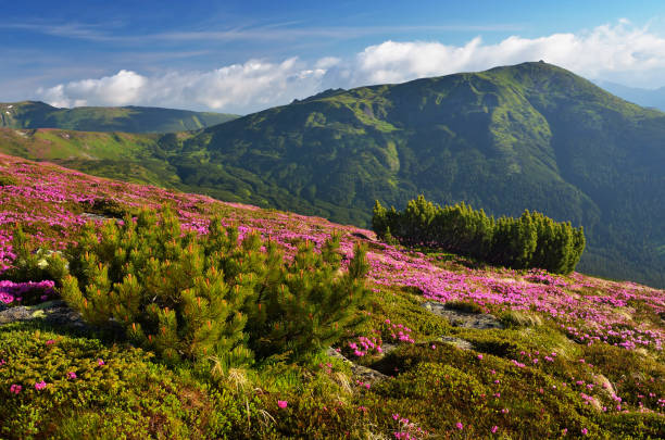 istock Flowers in the mountains 955527480
