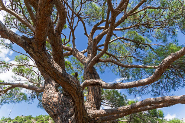 istock Crown of a big old relic pine. 955529786