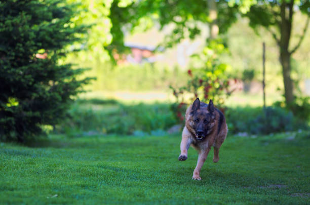 istock Running beautiful Young Brown German Shepherd Dog Close Up. 955530484