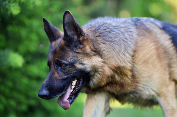 istock Walking beautiful Young Brown German Shepherd Dog Close Up. 955531080