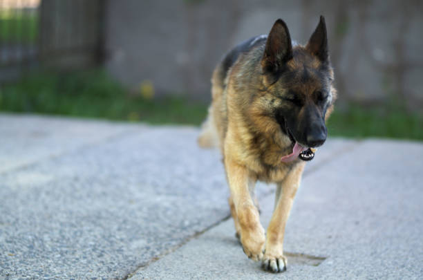 istock Walking beautiful Young Brown German Shepherd Dog Close Up. 955531160