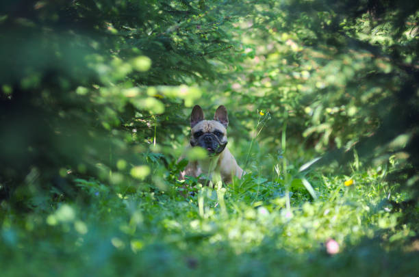 Dog hidden in garden, Close up portrait of a French Bulldog