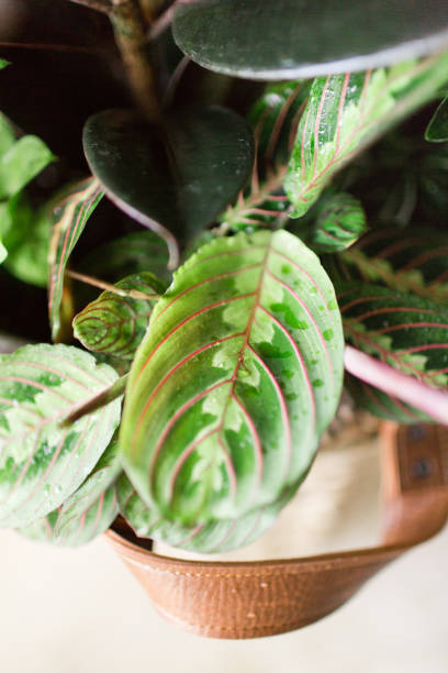 istock Prayer Plant Houseplant (Maranta) 955531398