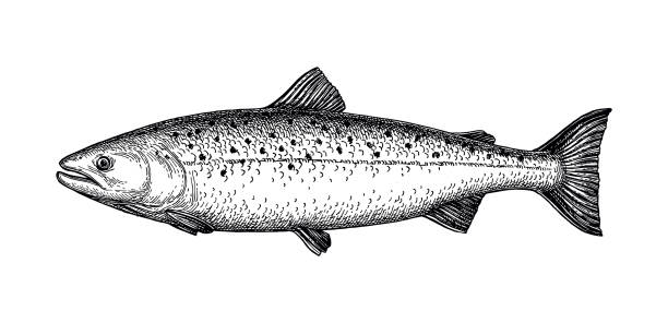 illustrazioni stock, clip art, cartoni animati e icone di tendenza di schizzo d'inchiostro di salmone. - trout