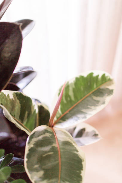 istock Variegated Rubber Plant 'Variegata' Ficus Elastica 955533908