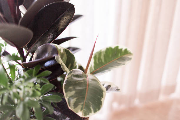 istock Variegated Rubber Plant 'Variegata' Ficus Elastica 955533942