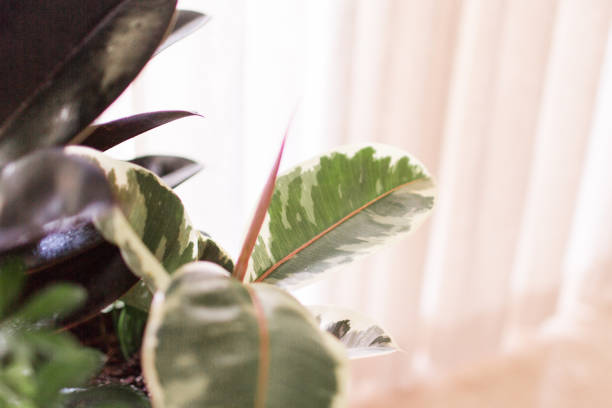 istock Variegated Rubber Plant 'Variegata' Ficus Elastica 955534040