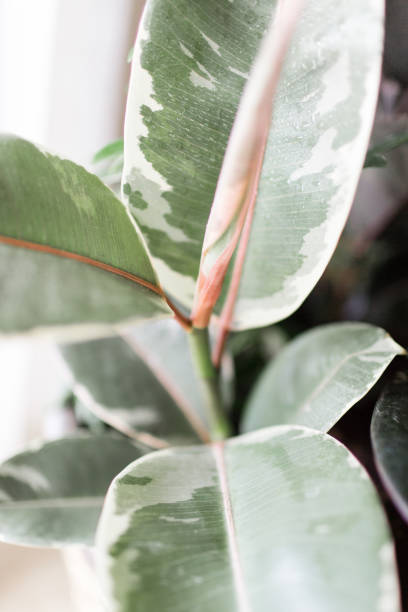 istock Variegated Rubber Plant 'Variegata' Ficus Elastica 955534358