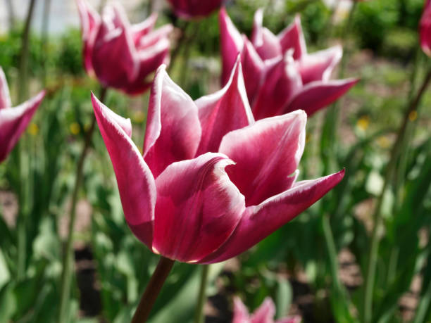 istock Red tulip with white rim in garden 955535258