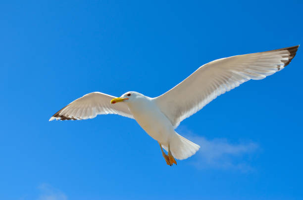 istock White gull flying against the blue sky 955538196