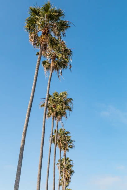 istock Group of Washingtonia Robusta Palm Trees 955540484
