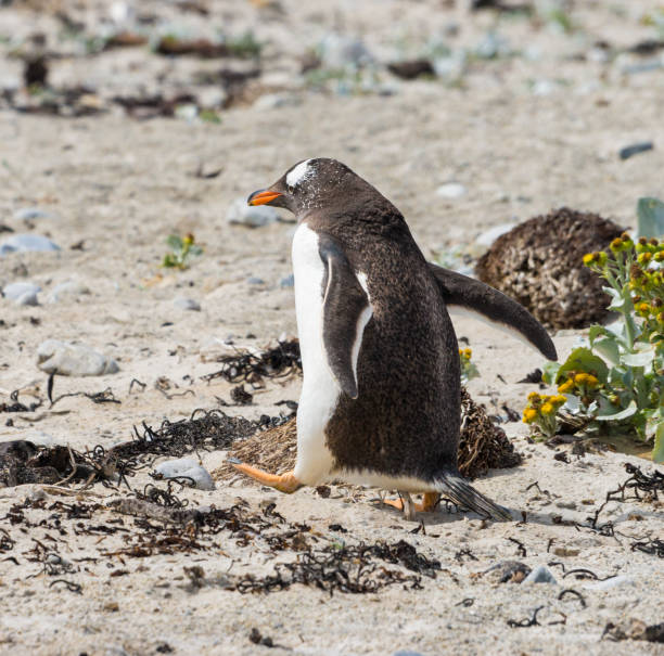 istock Power Walking Gentoo Penguin  Kicking Up Sand 955541182