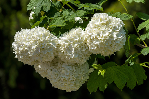 White flower of the snowball viburnum Buldenezh in bloom.