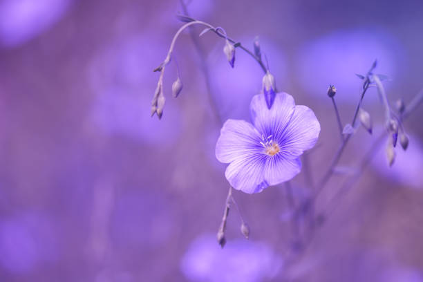istock Delicate flax flower on a purple background. meadow flowers. selective soft focus. 955541680