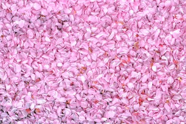 istock Nature,flowers,environment,parks and abstract concept. 955541770