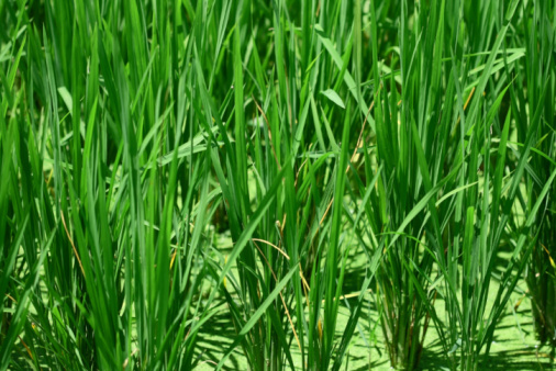 A background of rows of green grass. background . texture