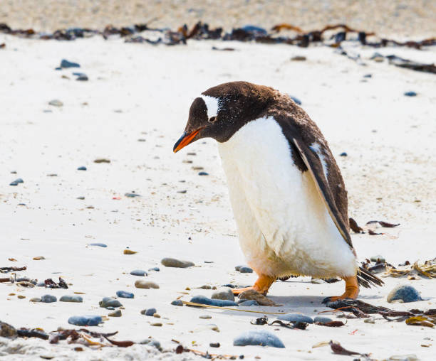 pinguim-gentoo andando de deprimido - flightless bird water bird gentoo penguin penguin - fotografias e filmes do acervo