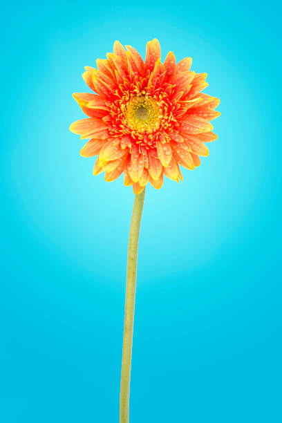 istock Yellow gerbera daisy flowers close-up isolated on blue background with clipping path. (Selective Focus) 955545406