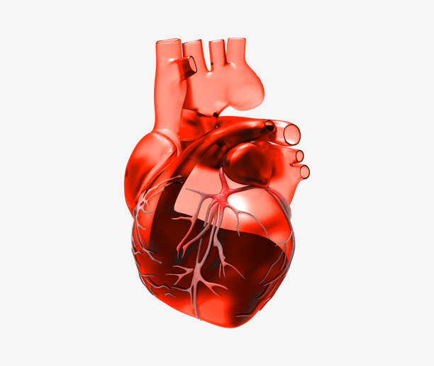 혈액 및 정 맥 3d 투명 인간의 마음 - glass heart 뉴스 사진 이미지