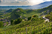 Prosecco hills in spring, Valdobbiadene and Santo Stefano - panorama