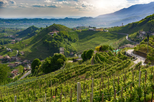 เนินเขา prosecco ในฤดูใบไม้ผลิ valdobbiadene และ santo stefano - พาโนรามา - prosecco ภาพสต็อก ภาพถ่ายและรูปภาพปลอดค่าลิขสิทธิ์