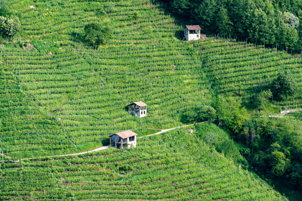 istock Prosecco hills in spring - panorama young vineyards,1 955546076