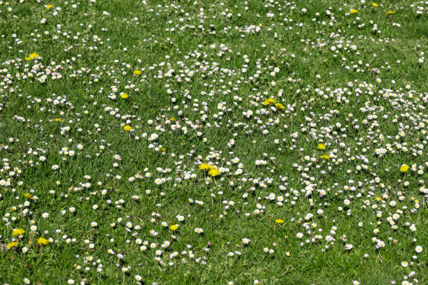 istock English meadow in spring daisies and dandelions white and yellow 955548652