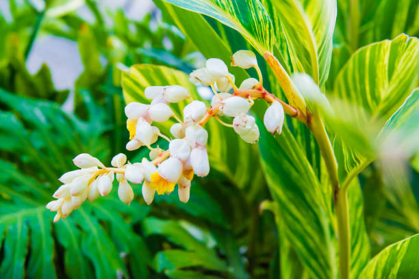 istock Blooming flowes in nature in Philippines forests 955551562