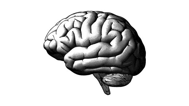 Ilustración de Cerebro Humano Grabado Ilustración En Bg Blanco y más  Vectores Libres de Derechos de Dibujar - Dibujar, Dibujo, Mano - iStock