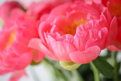 Lovely flowers in glass vase. Beautiful bouquet of peonies sort of coral charm. Floral composition, daylight. Wallpaper
