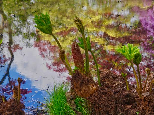 湿地ガーデン - gunnera ストックフォトと画像