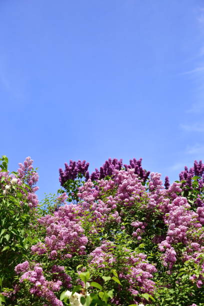istock Without this blooming tree in the spring with a very strong and pleasant scent that enslaves our senses of smell. 955555896