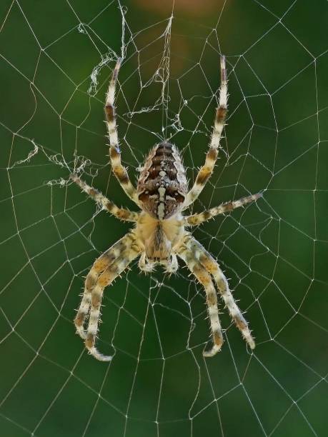 istock Cross spider in her web against a green background 955559828