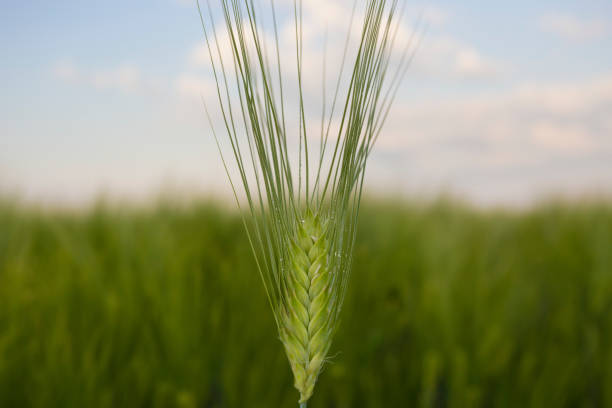 istock Single green barley ear at sunset of springtime day 955559954