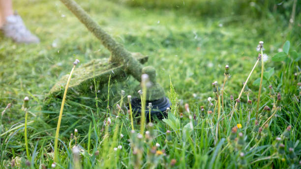 istock String trimmer mowing big grass, time stopped, particles of grass and dandelions are flying around, banner 16x9 format 955560514