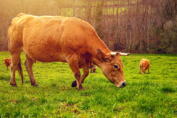 istock Cow herds grazing on green field meadow 955562036