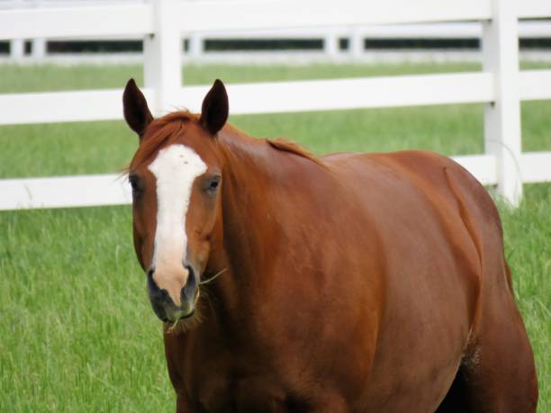 istock horse ranch, horse, foal 955563272