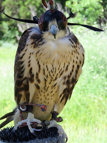 falcon with hood