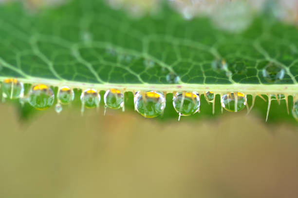 istock Water droplets hanging from the grass stem 955566274